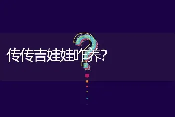 传传吉娃娃咋养？