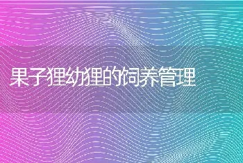 果子狸幼狸的饲养管理