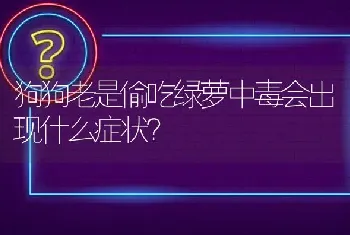 狗狗老是偷吃绿萝中毒会出现什么症状？