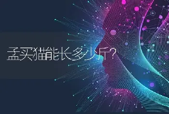 孟买猫能长多少斤？