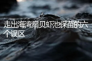 走出海湾扇贝虾池保苗的六个误区