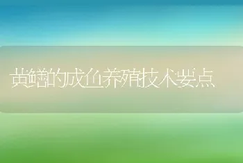 黄鳝的成鱼养殖技术要点