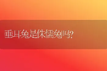 垂耳兔是侏儒兔吗？