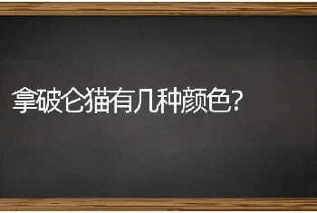 拿破仑猫有几种颜色？