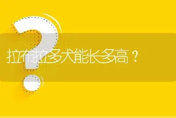 拉布拉多犬能长多高？