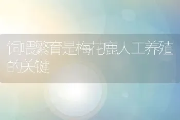 饲喂繁育是梅花鹿人工养殖的关键