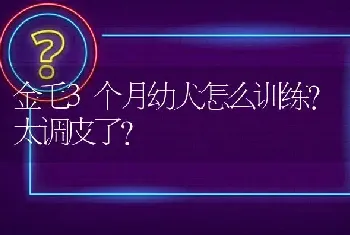 金毛3个月幼犬怎么训练？太调皮了？