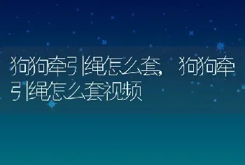 狗狗牵引绳怎么套，狗狗牵引绳怎么套视频