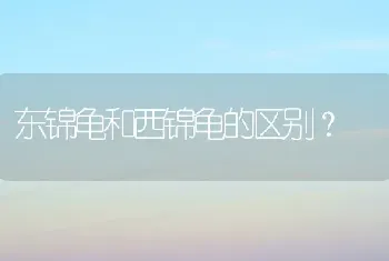 东锦龟和西锦龟的区别？