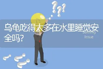 乌龟吃得太多在水里睡觉安全吗？