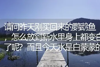 请问昨天刚买回来的鹦鹉鱼，怎么放到新水里身上都变白了呢？而且今天水是白蒙蒙的，这是怎么回事呢？