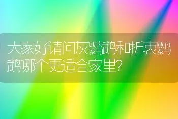 大家好请问灰鹦鹉和折衷鹦鹉哪个更适合家里？