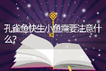 孔雀鱼快生小鱼需要注意什么？