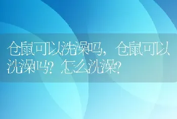 仓鼠可以洗澡吗，仓鼠可以洗澡吗？怎么洗澡？