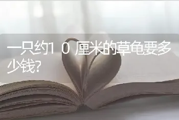 蓝猫借配需要注意什么？