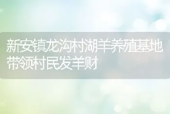 新安镇龙沟村湖羊养殖基地带领村民发羊财