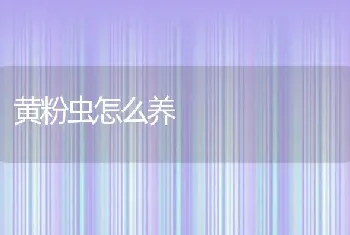 黄粉虫怎么养