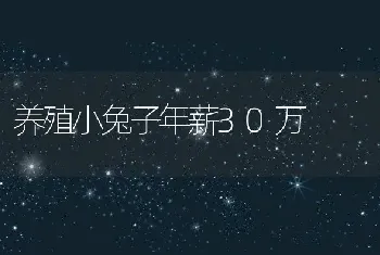 养殖小兔子年薪30万