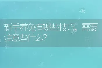 新手养兔有哪些技巧，需要注意些什么？