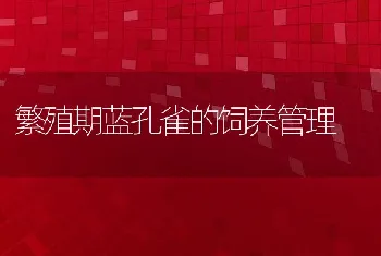 繁殖期蓝孔雀的饲养管理