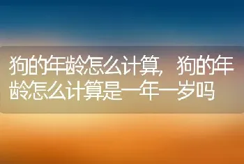 狗的年龄怎么计算，狗的年龄怎么计算是一年一岁吗