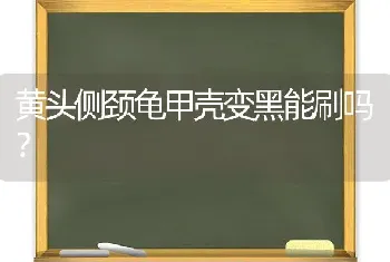 黄头侧颈龟甲壳变黑能刷吗？