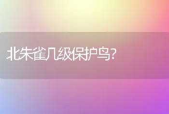 北朱雀几级保护鸟？