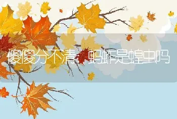 傻傻分不清：蚂蚱是蝗虫吗