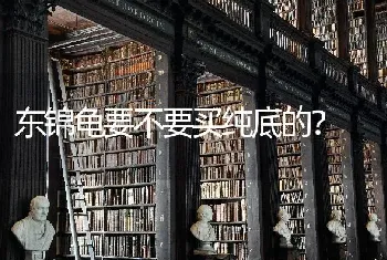 东锦龟要不要买纯底的？