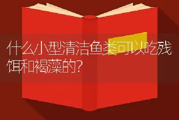 什么小型清洁鱼类可以吃残饵和褐藻的？