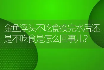 金鱼浮头不吃食换完水后还是不吃食是怎么回事儿？