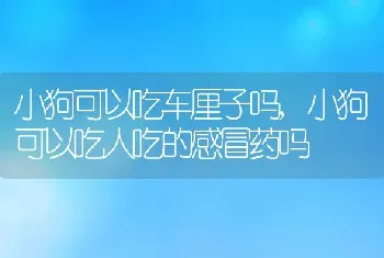 小狗可以吃车厘子吗，小狗可以吃人吃的感冒药吗