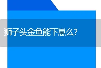 狮子头金鱼能下崽么？