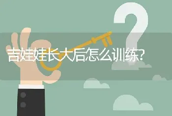 吉娃娃长大后怎么训练？