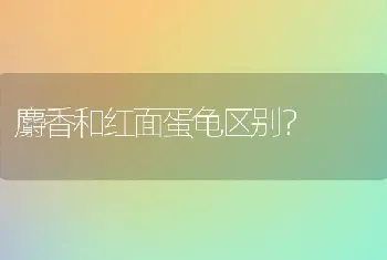 麝香和红面蛋龟区别？