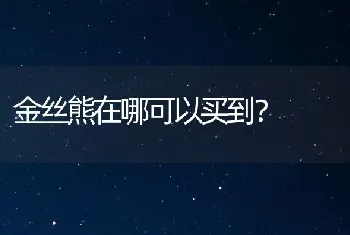 金丝熊在哪可以买到？