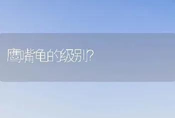 鹰嘴龟的级别？