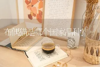 布偶猫是哪个国家品种？