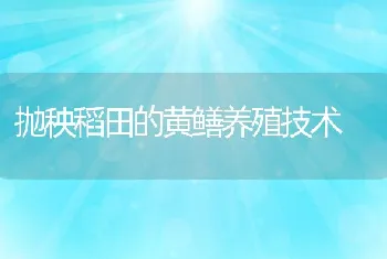 抛秧稻田的黄鳝养殖技术