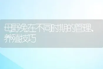 母野兔在不同时期的管理、养殖技巧