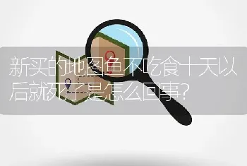 新买的地图鱼不吃食十天以后就死了是怎么回事？