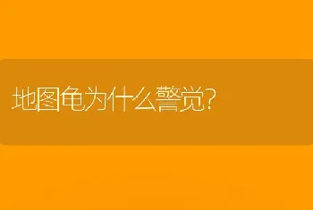 地图龟为什么警觉？