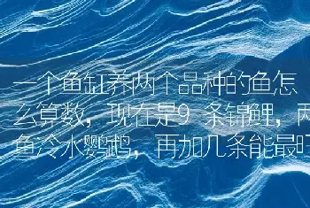 一个鱼缸养两个品种的鱼怎么算数，现在是9条锦鲤