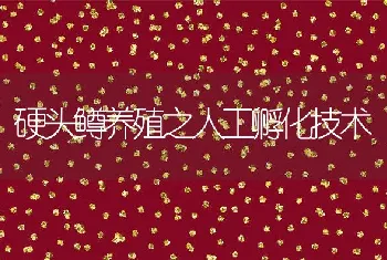 硬头鳟养殖之人工孵化技术