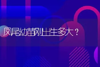 凤尾幼苗刚出生多大？