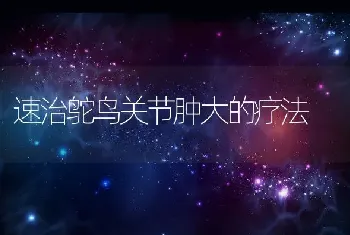 速治鸵鸟关节肿大的疗法