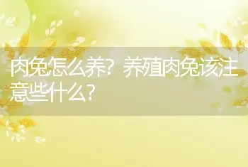 肉兔怎么养？养殖肉兔该注意些什么？