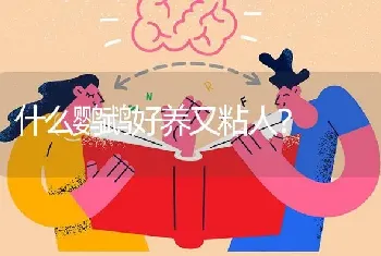 什么鹦鹉好养又粘人？