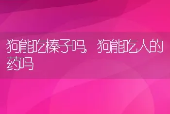 狗能吃榛子吗，狗能吃人的药吗