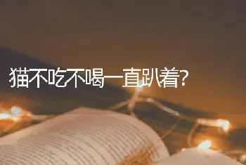 猫不吃不喝一直趴着？